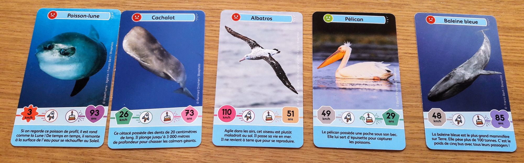 Pas moins de 34 animaux marins tant poissons, crustacés que oiseaux...