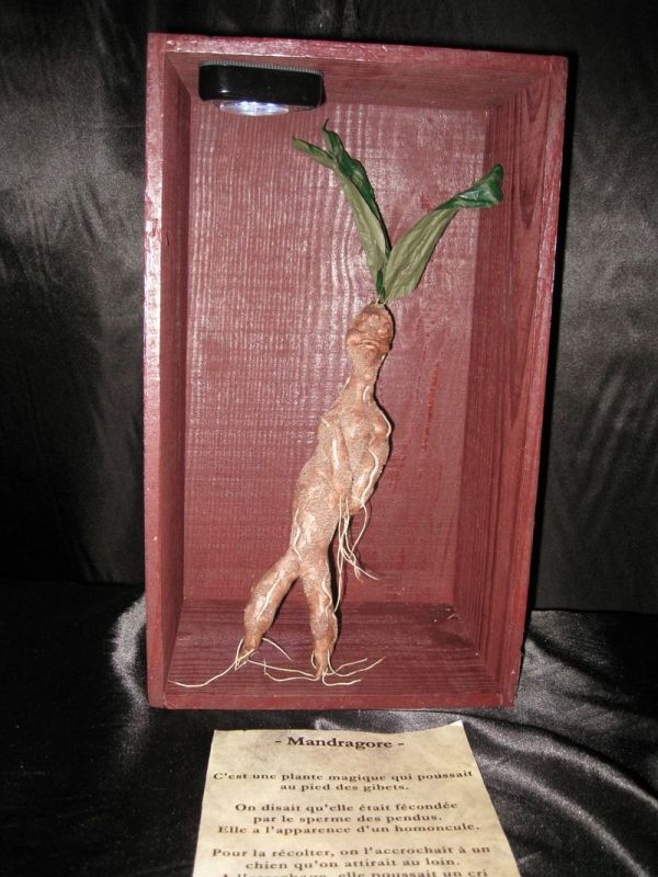 Une racine de mandragore, attention aux oreilles !