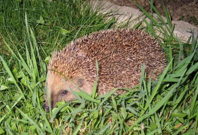 Pendant la pause clope, nous tombons sur un spéctateur très spécial qui ne manque pas de piquant. admirez la pelouse bio de Piwi.