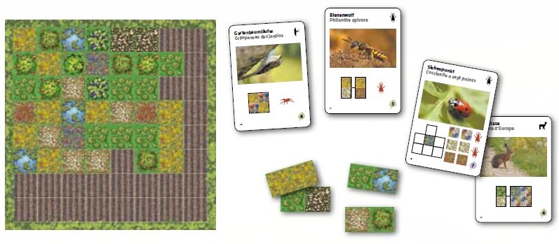 Siebenpunkt / La coccinelle