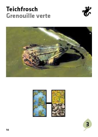 Siebenpunkt / La coccinelle