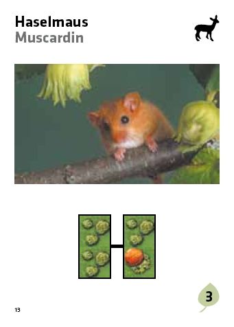 Siebenpunkt / La coccinelle