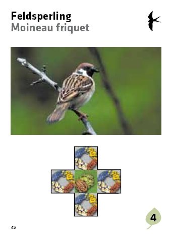 Siebenpunkt / La coccinelle