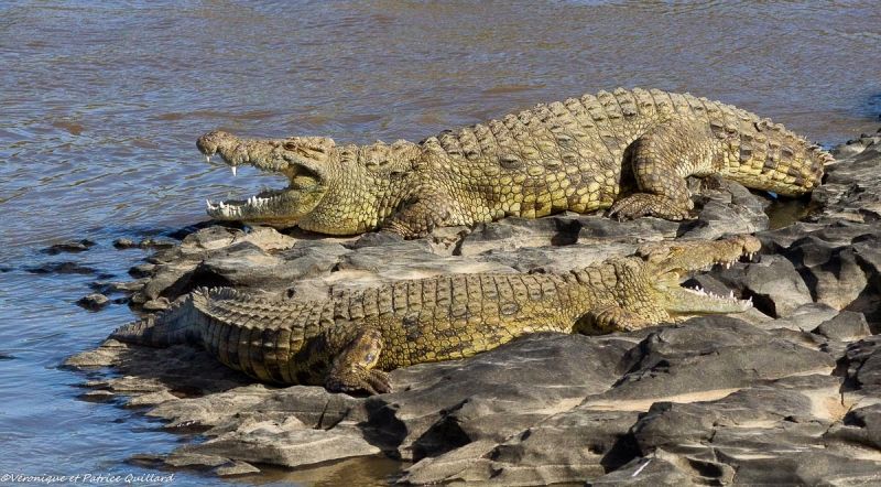 "Je te dis que j'ai entendu approcher tout un troupeau d'ongulés".... "Et moi je te dis que tu regardes pas dans la bonne direction !"